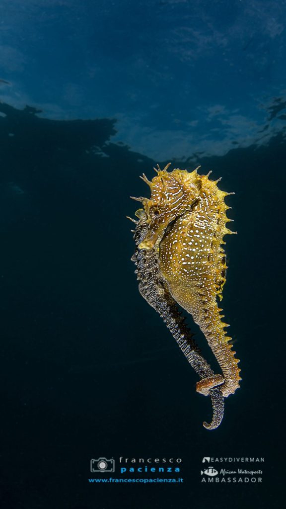 Questa immagine ha l'attributo alt vuoto; il nome del file è FRANCESCO-PACIENZA-SEA-HORSE395054025_10231632933355668_3006288248127470750_n-576x1024.jpg