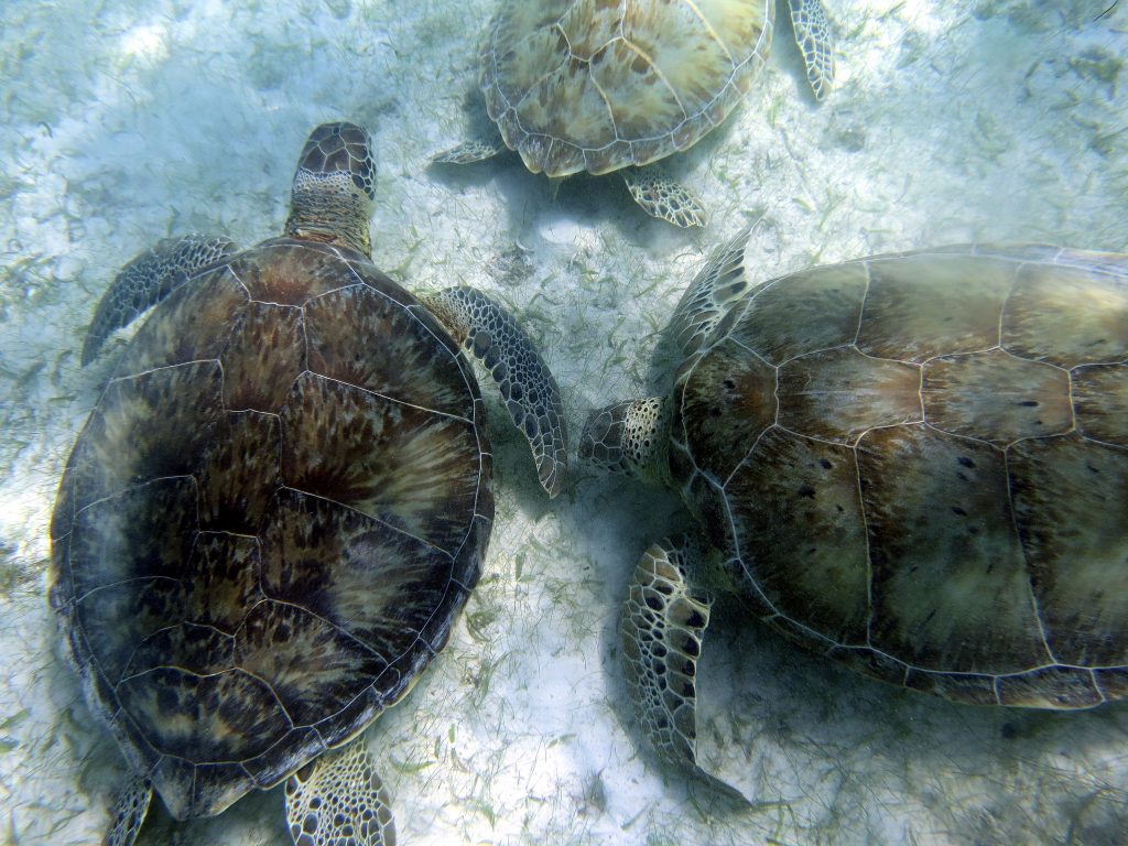 Questa immagine ha l'attributo alt vuoto; il nome del file è IMG_3472m-1024x768.jpg