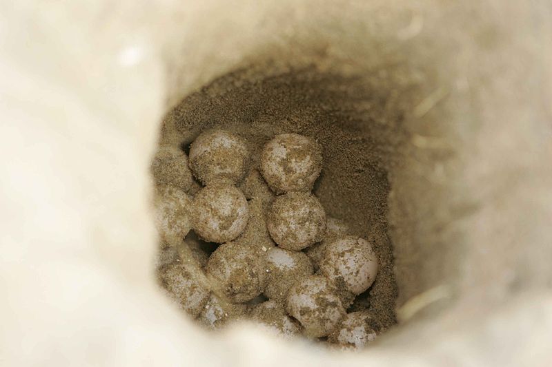 Questa immagine ha l'attributo alt vuoto; il nome del file è TARTARUGA-800px-View_of_loggerhead_sea_turtle_eggs_being_relocated_into_a_new_nesting_cavity.jpg