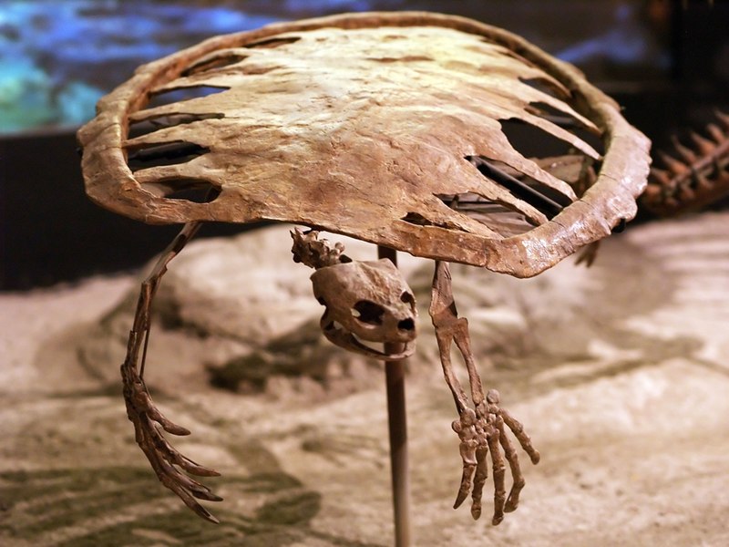 Questa immagine ha l'attributo alt vuoto; il nome del file è TARTARUGA-FOSSILE-WLA_hmns_Toxochelys_sea_turtle.jpg