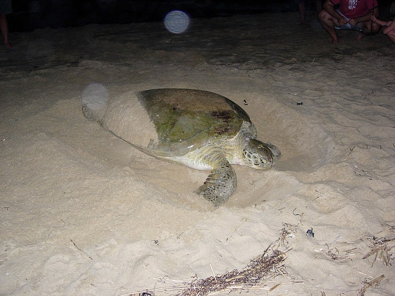 Questa immagine ha l'attributo alt vuoto; il nome del file è TARTARUGA-Green_Sea_Turtle_Nesting_-_DPLA_-_7e637169308cbc1d577027e8546b96ee.jpg