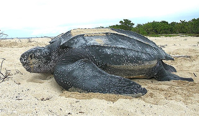 Questa immagine ha l'attributo alt vuoto; il nome del file è TARTARUGA-MARINA-LIUTO-Leatherback_sea_turtle_Tinglar_USVI_5839996547.jpg