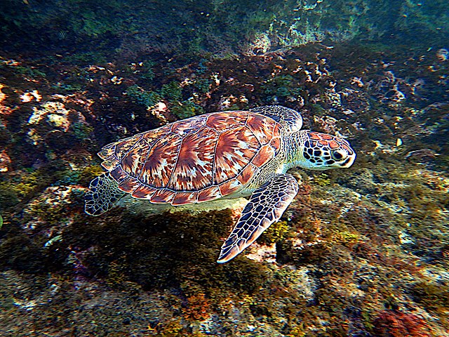 Questa immagine ha l'attributo alt vuoto; il nome del file è TARTARUGA-MARINA-WIKIMEDIA-640px-Hawksbill_Sea_Turtle_Eretmochelys_imbricata.jpg