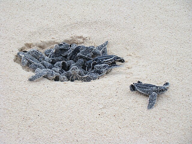 Questa immagine ha l'attributo alt vuoto; il nome del file è TARTARUGA-MARINA-WIKIMEDIALeatherback_Turtle_eggs_hatching_at_Eagle_Beach_Aruba.jpg