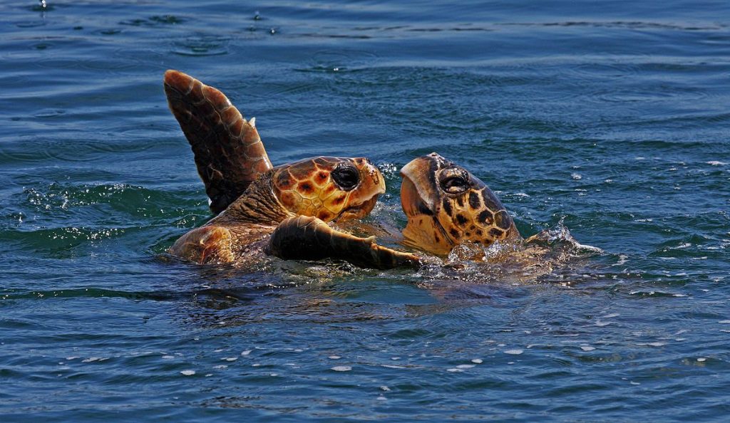 Questa immagine ha l'attributo alt vuoto; il nome del file è TARTARUGA-Sea_turtles_Caretta_caretta-1024x594.jpg