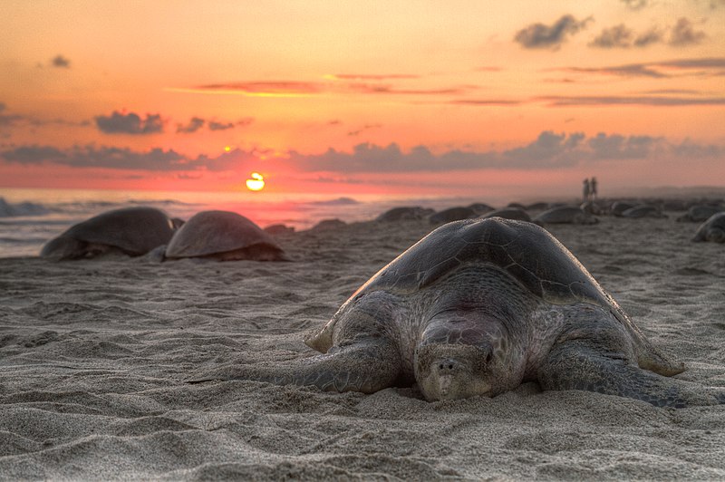 TARTARUGA-Turtle_golfina_escobilla_oaxaca_mexico_claudio_giovenzana_2010