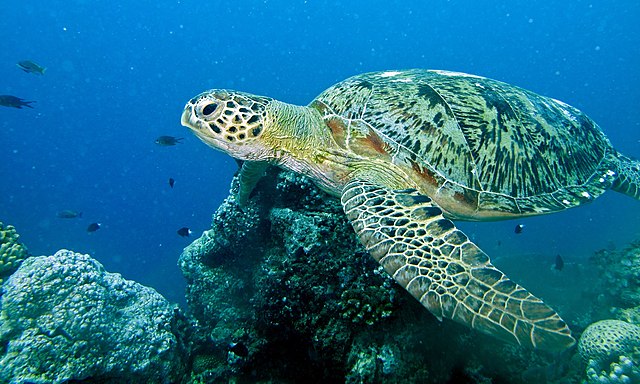 Questa immagine ha l'attributo alt vuoto; il nome del file è TARTARUGA-WIKIMEDIA-Green_Turtle_Chelonia_mydas_6133097542.jpg