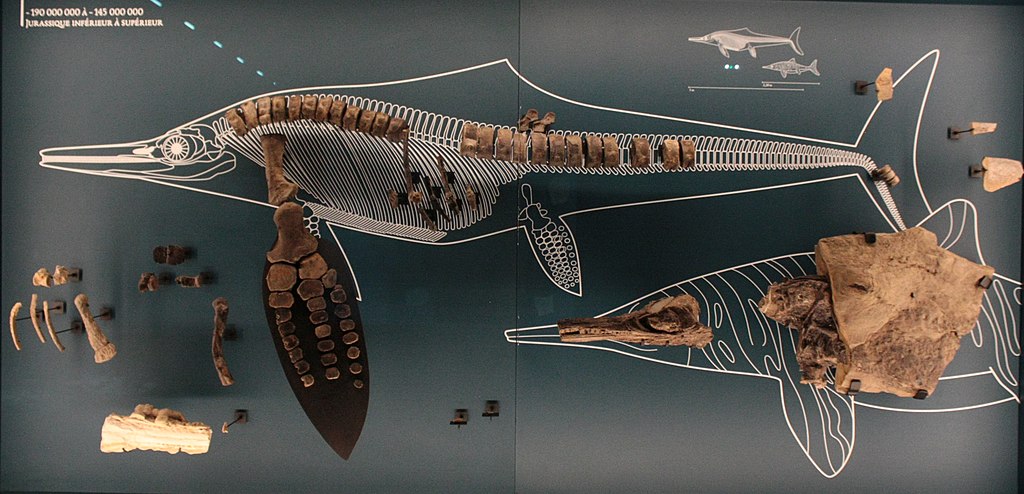 Questa immagine ha l'attributo alt vuoto; il nome del file è GEOLOGIA-FOSSILI-1024px-Musee_de_Lodeve_-_Ichthyosauria_01.jpg