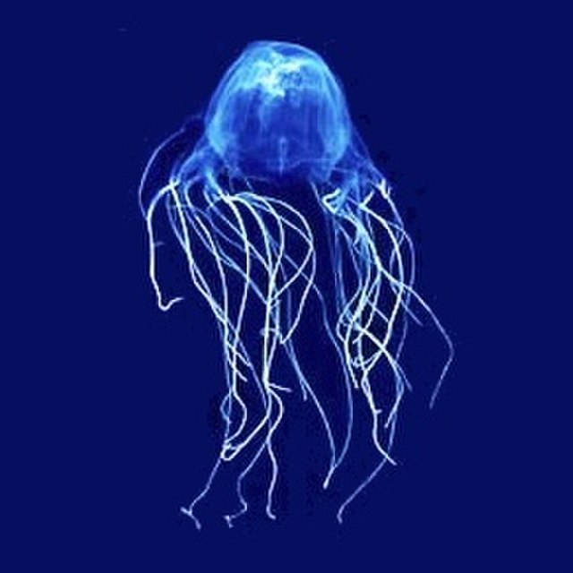 Questa immagine ha l'attributo alt vuoto; il nome del file è MEDUSA-Chironex_fleckeri_sea_wasp.jpg