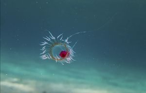 Questa immagine ha l'attributo alt vuoto; il nome del file è MEDUSA-Turritopsis_dohrnii.jpg