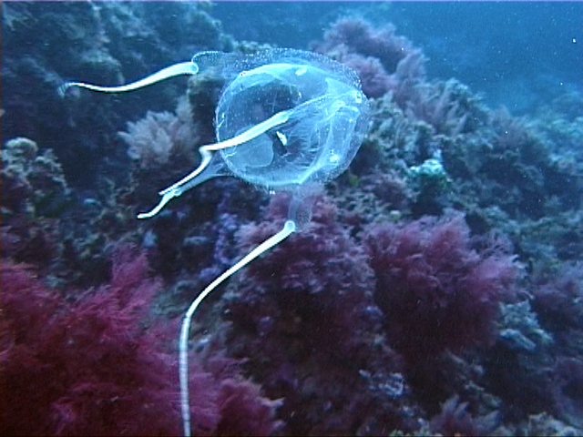 Questa immagine ha l'attributo alt vuoto; il nome del file è MEDUSE-Carybdea_marsupialis_screenshot_2.png