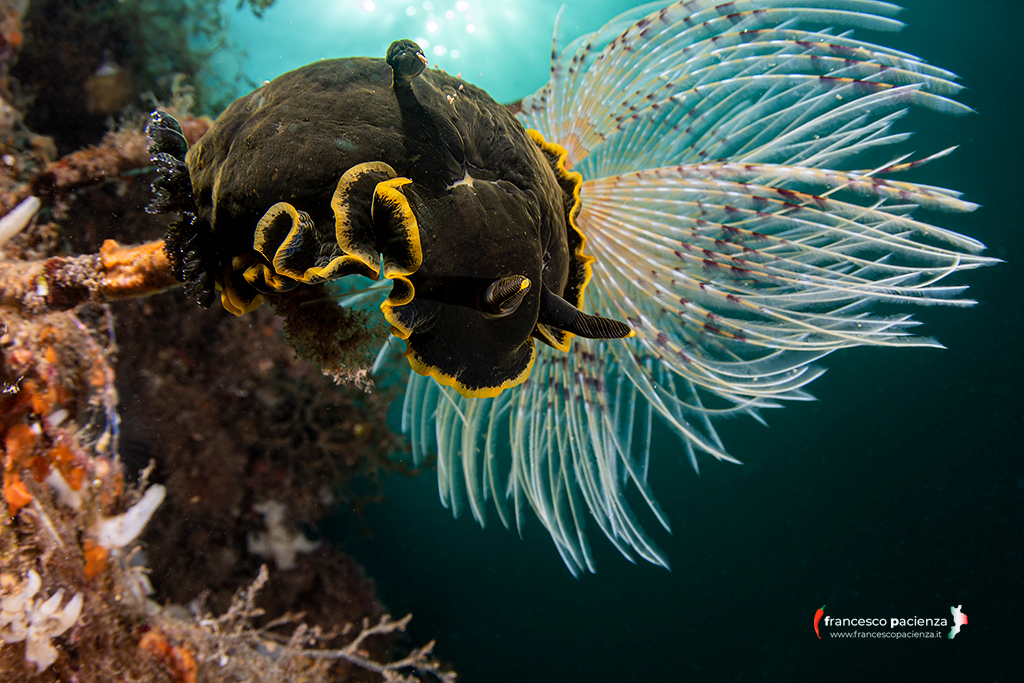 Questa immagine ha l'attributo alt vuoto; il nome del file è FRANCESCO-PACIENZA-NUDI-409668994_10231901833878013_1166303546802190800_n-1.jpg