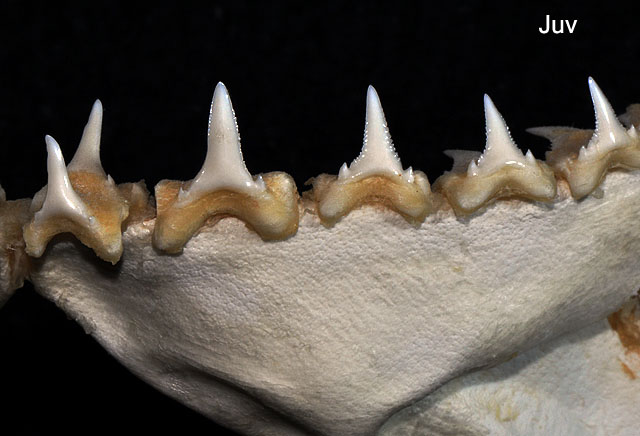 Questa immagine ha l'attributo alt vuoto; il nome del file è SQUALI-Carcharodon_carcharias_lower_teeth_juv.jpg