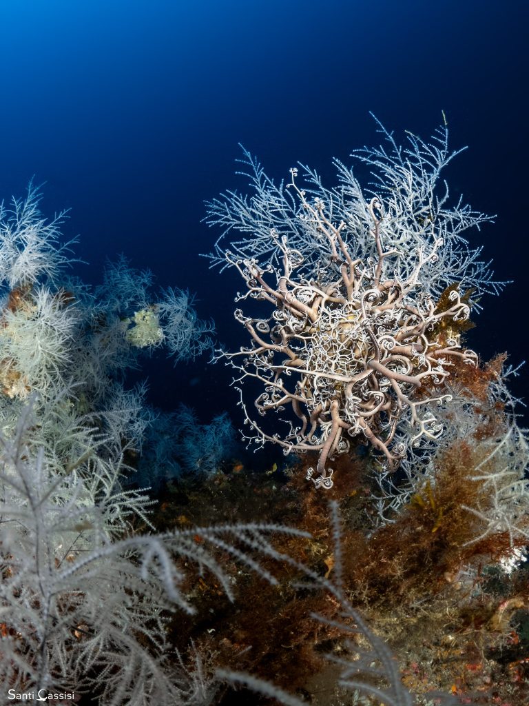 Questa immagine ha l'attributo alt vuoto; il nome del file è Santi-Cassisi-379333045_2437045606465178_3695339475839861186_n-768x1024.jpg