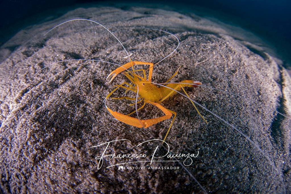 Questa immagine ha l'attributo alt vuoto; il nome del file è francesco-pazienza-gambero-scampo.jpg