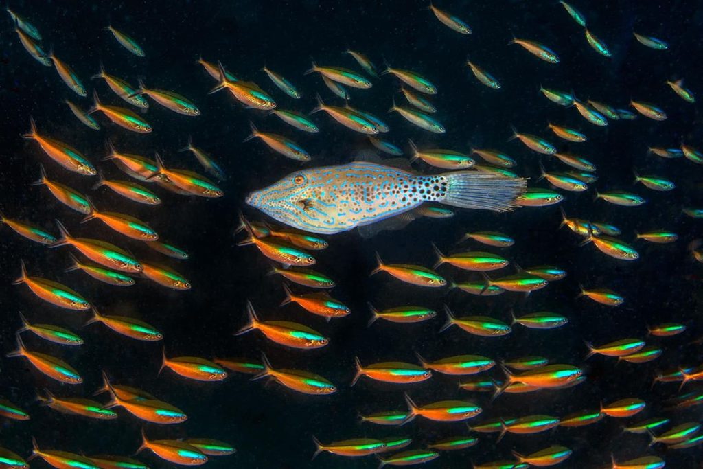 Questa immagine ha l'attributo alt vuoto; il nome del file è mimmo-roscigno-maldive-1024x683.jpg