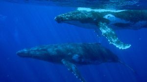 BALENE 1200px-Gropu_of_Humpback_Whales-Megaptera_novaeangliae_(16632589258)