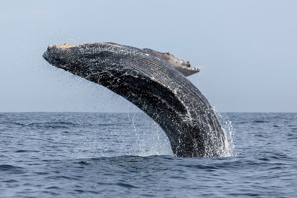 Questa immagine ha l'attributo alt vuoto; il nome del file è BALENE-Humpback_whale_-_Ballena_jorobada_Megaptera_novaeangliae-1024x683.jpg