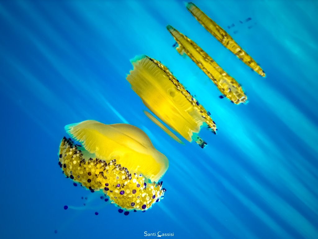 Questa immagine ha l'attributo alt vuoto; il nome del file è Santi-Cassisi-Cotylorhiza-tuberculata-o-cassiopea-1024x768.jpg