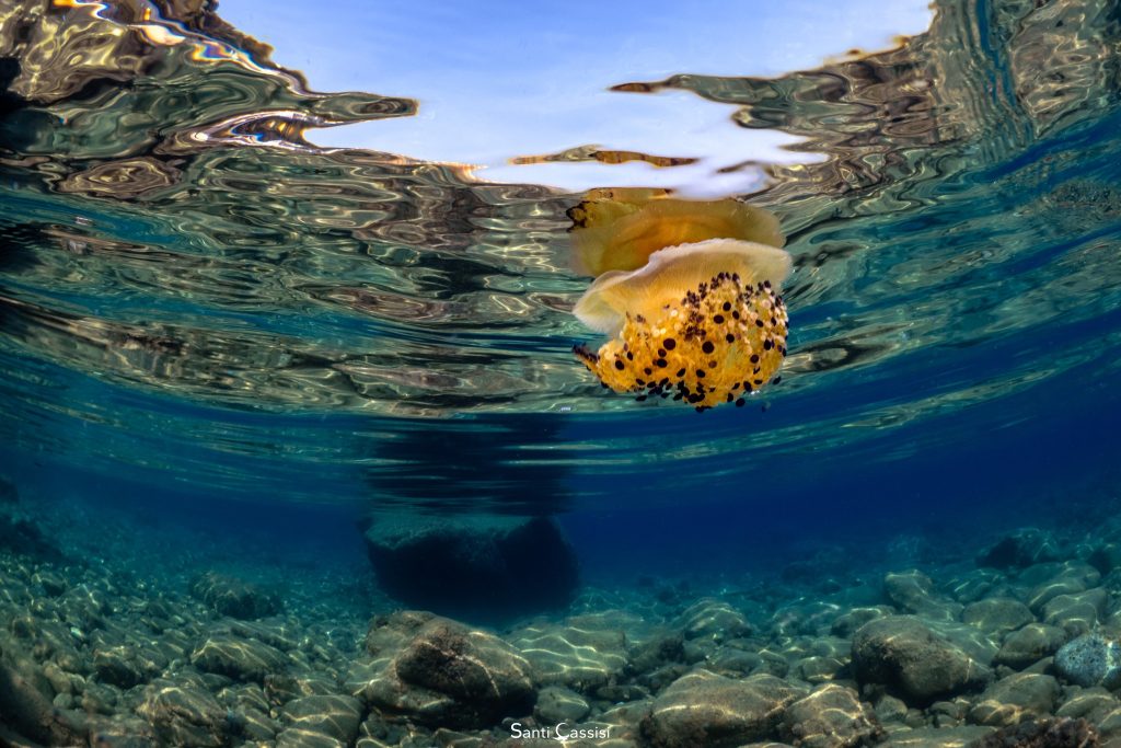 Questa immagine ha l'attributo alt vuoto; il nome del file è santi-cassisi-medusa-cassiopea-1024x683.jpg