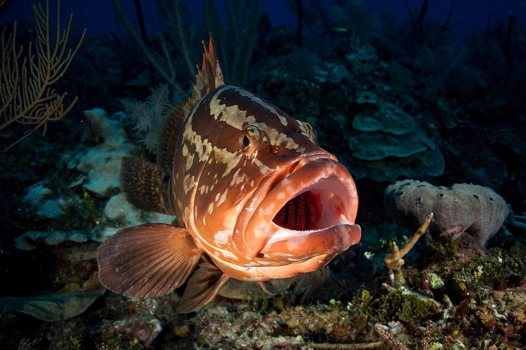 Questa immagine ha l'attributo alt vuoto; il nome del file è Epinephelus-striatus-2017_cuba_jardines_aggressor_los_indios_nassau_grouper_maw_36883128693-1024x682.jpg