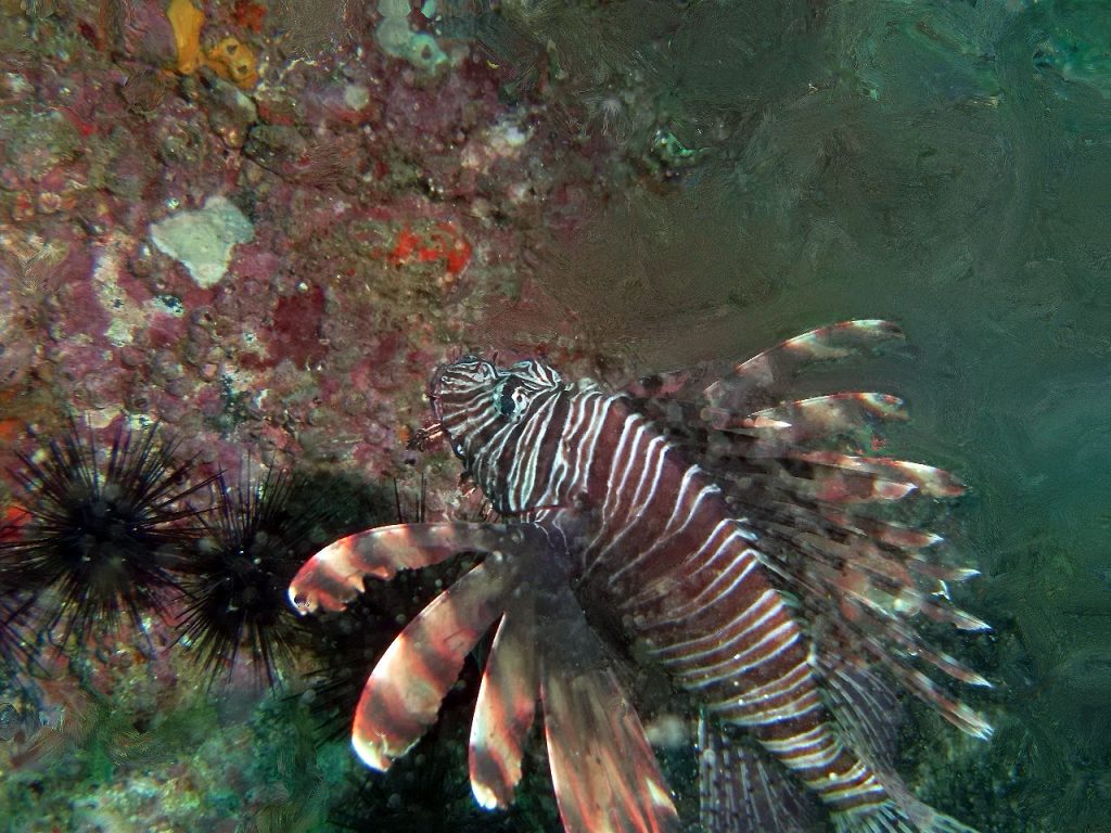 Questa immagine ha l'attributo alt vuoto; il nome del file è diving-in-fujaira-a-37-1024x768.jpg