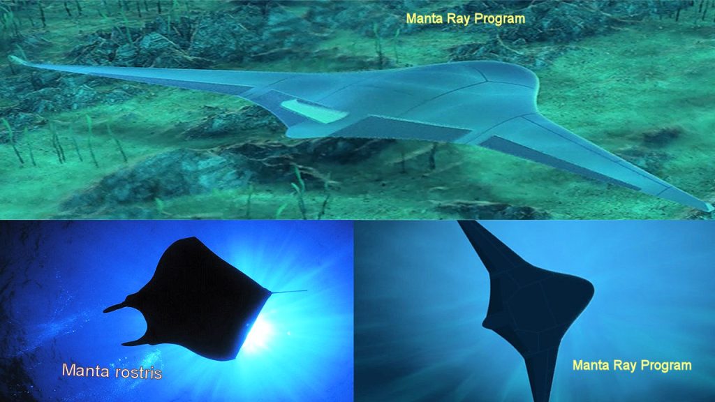 Questa immagine ha l'attributo alt vuoto; il nome del file è manta-ray--1024x576.jpg