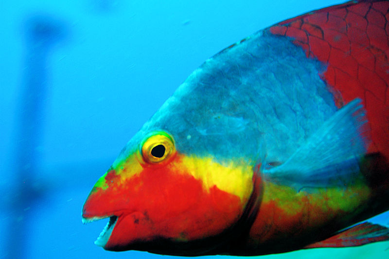 Questa immagine ha l'attributo alt vuoto; il nome del file è pesce-pappagallo-Malta.jpg