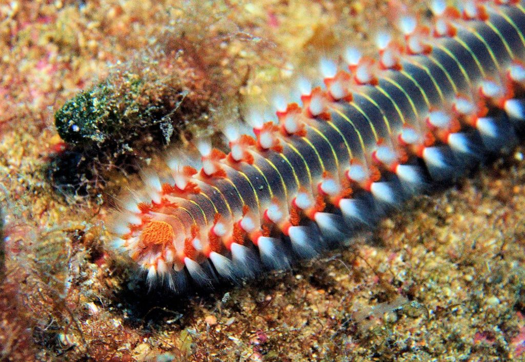 Questa immagine ha l'attributo alt vuoto; il nome del file è VERMOCANE-3-1024x706.jpg