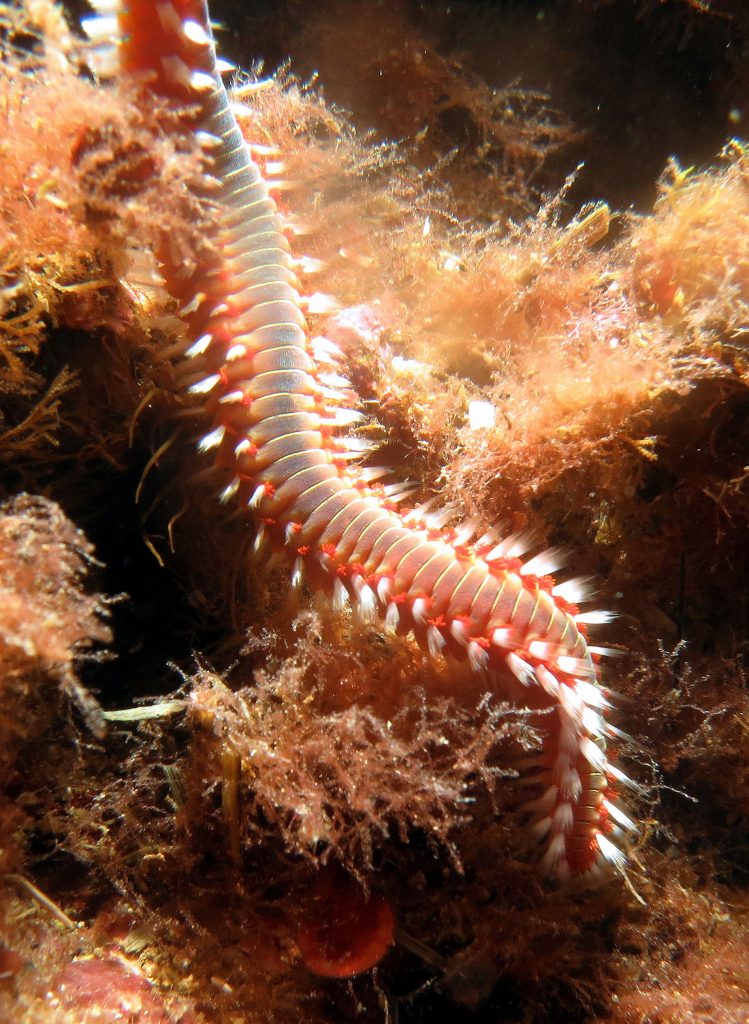 Questa immagine ha l'attributo alt vuoto; il nome del file è vermo-1-749x1024.jpg