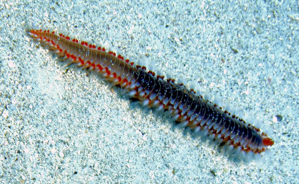 Questa immagine ha l'attributo alt vuoto; il nome del file è vermo-2-1024x631.jpg