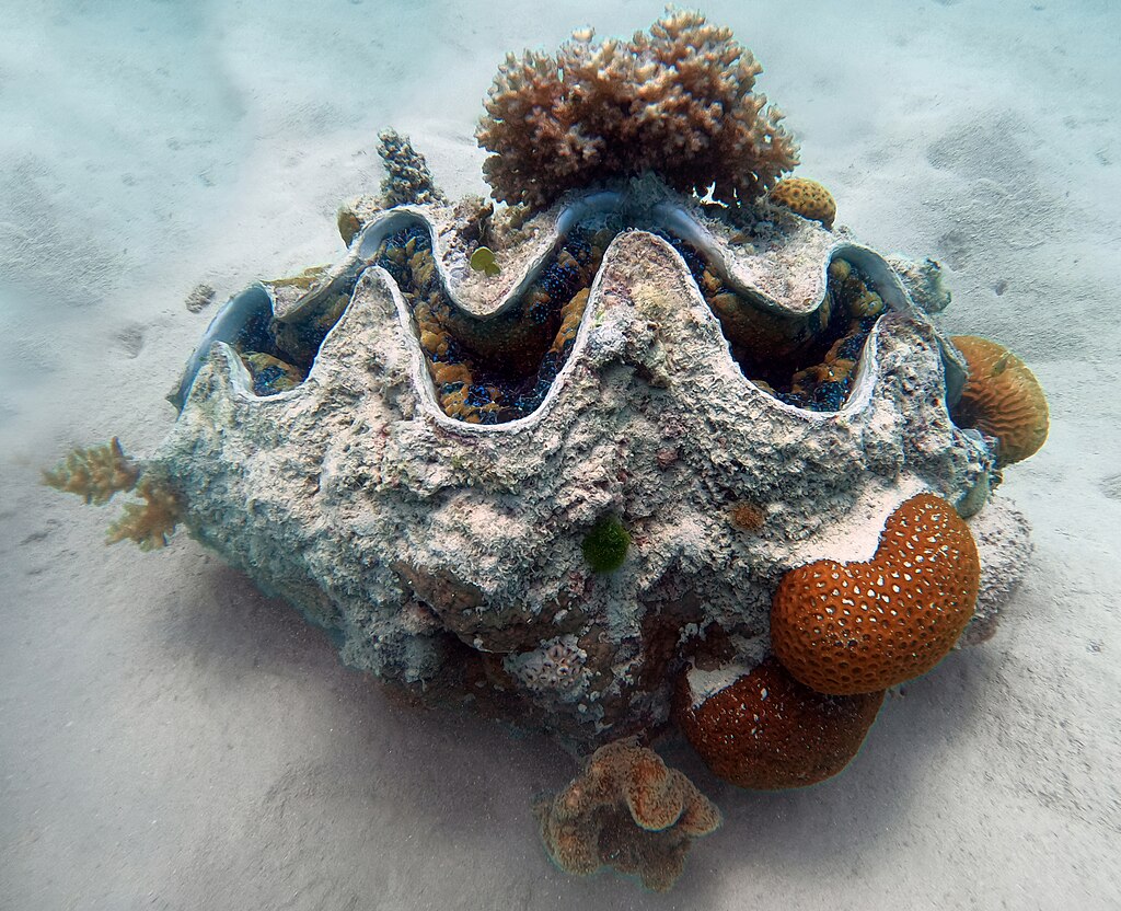 Questa immagine ha l'attributo alt vuoto; il nome del file è Giant_clam_Tridacna_gigas_Michaelmas_Cay.jpg