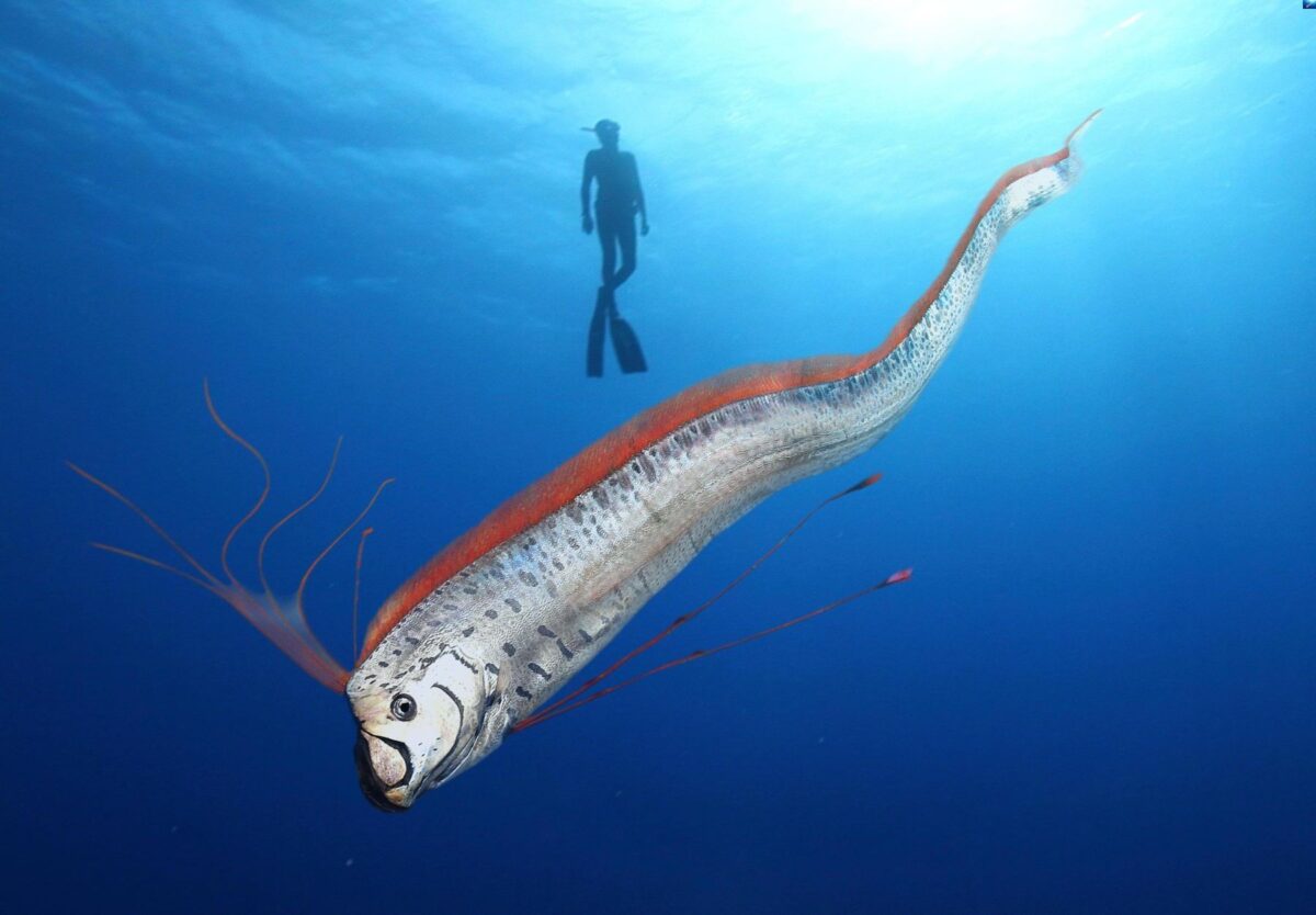 35-facts-about-oarfish-1725385960