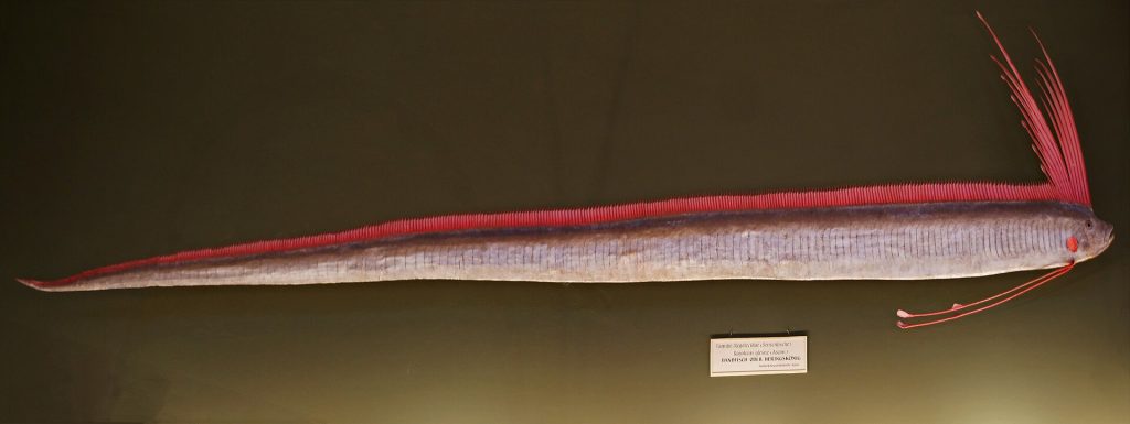 Questa immagine ha l'attributo alt vuoto; il nome del file è Regalecus_glesne_Naturhistorisches_Museum_Wien-1024x385.jpg