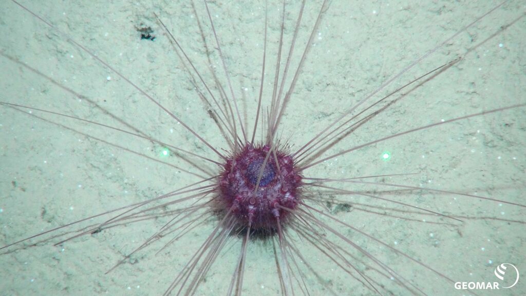 Questa immagine ha l'attributo alt vuoto; il nome del file è Clarion-Clipperton2019-04-23_21-10-04_Sonne_SO268-2_154ROV23_OnlyLogo_klein_original1-1024x576.jpg