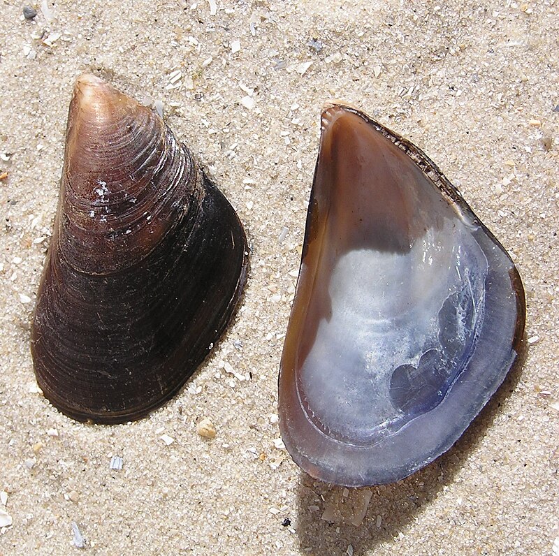 Questa immagine ha l'attributo alt vuoto; il nome del file è Mytilus_galloprovincialis_shell.jpg