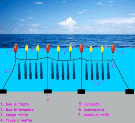 Questa immagine ha l'attributo alt vuoto; il nome del file è mitili-long-line-sistema.png