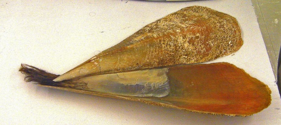 Questa immagine ha l'attributo alt vuoto; il nome del file è wikipedia-Pinna_noblis_shell__byssus_cropped.jpg