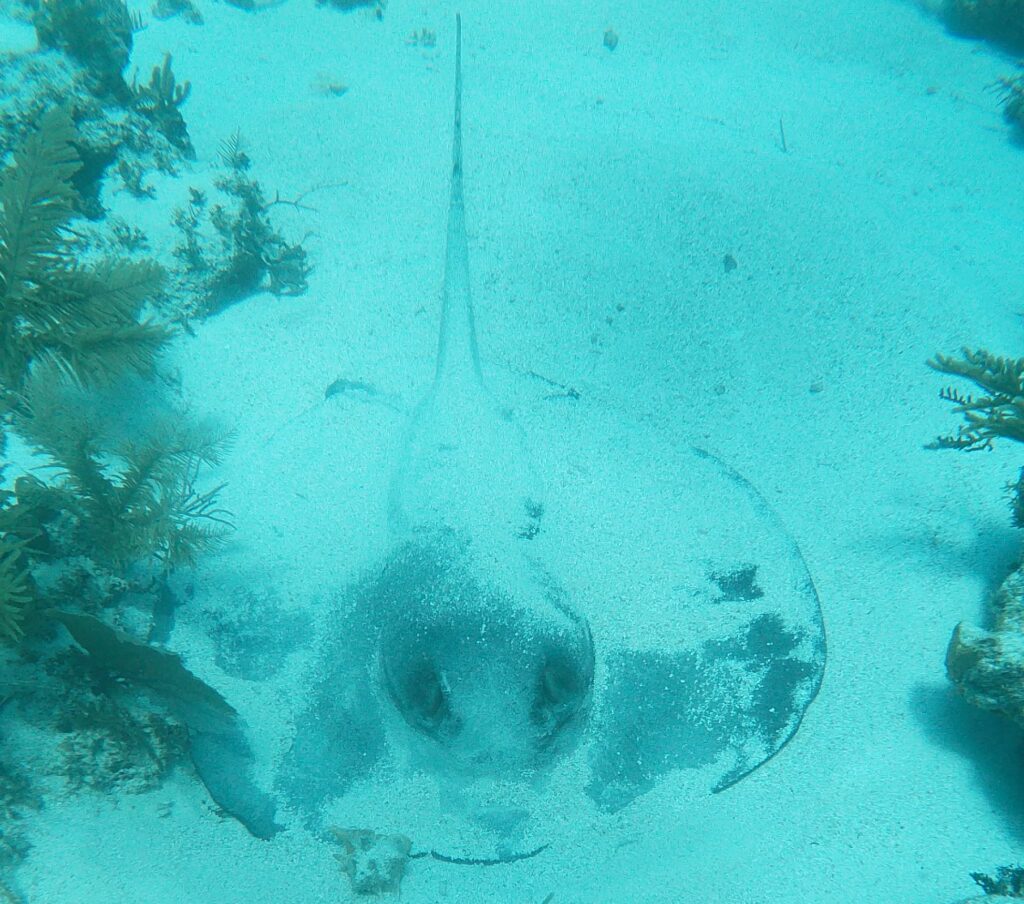 Questa immagine ha l'attributo alt vuoto; il nome del file è 04_Stingray-1024x904.jpg