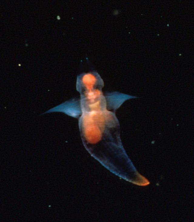 Questa immagine ha l'attributo alt vuoto; il nome del file è 640px-Clione_limacina_detail.jpg