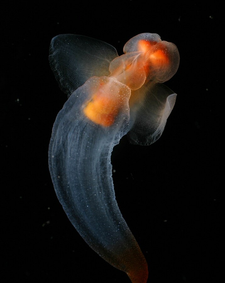 Questa immagine ha l'attributo alt vuoto; il nome del file è Clione_limacina_by_NOAA.jpg