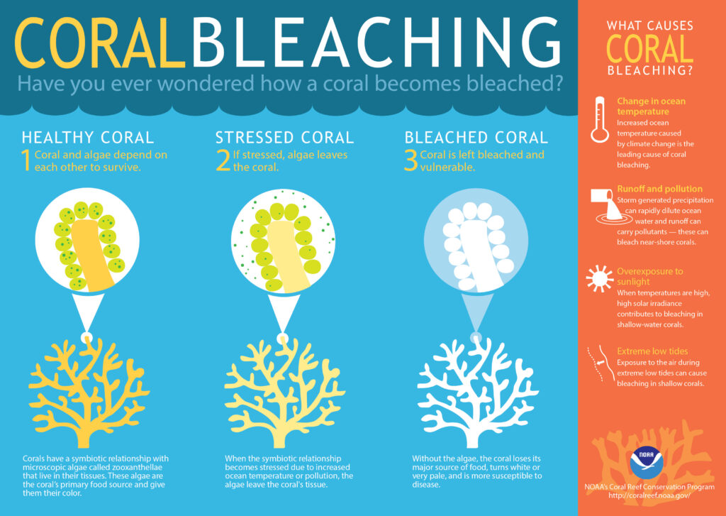 Questa immagine ha l'attributo alt vuoto; il nome del file è NOOA-coral-bleaching-large-1024x727.jpg