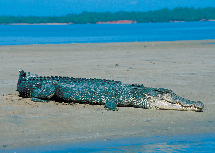 Questa immagine ha l'attributo alt vuoto; il nome del file è Saltwater_crocodile_on_a_beach_in_Darwin_NT.jpg