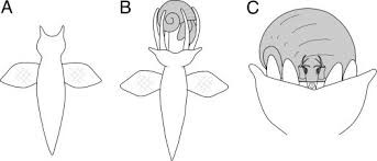 Questa immagine ha l'attributo alt vuoto; il nome del file è limacina.jpg