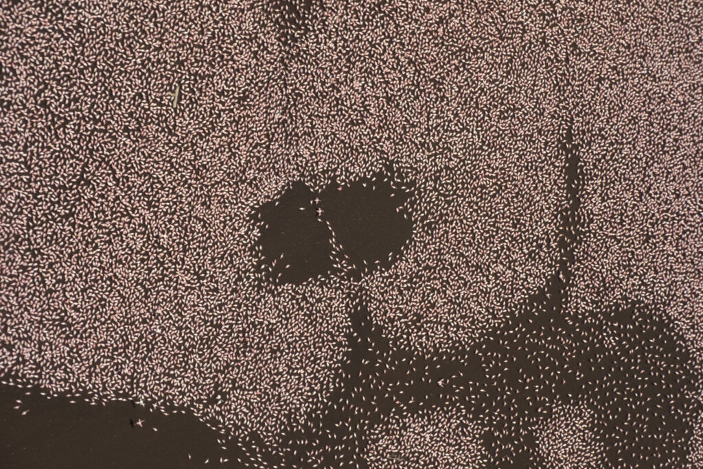 Questa immagine ha l'attributo alt vuoto; il nome del file è 006GAR03601-1024x684.jpg