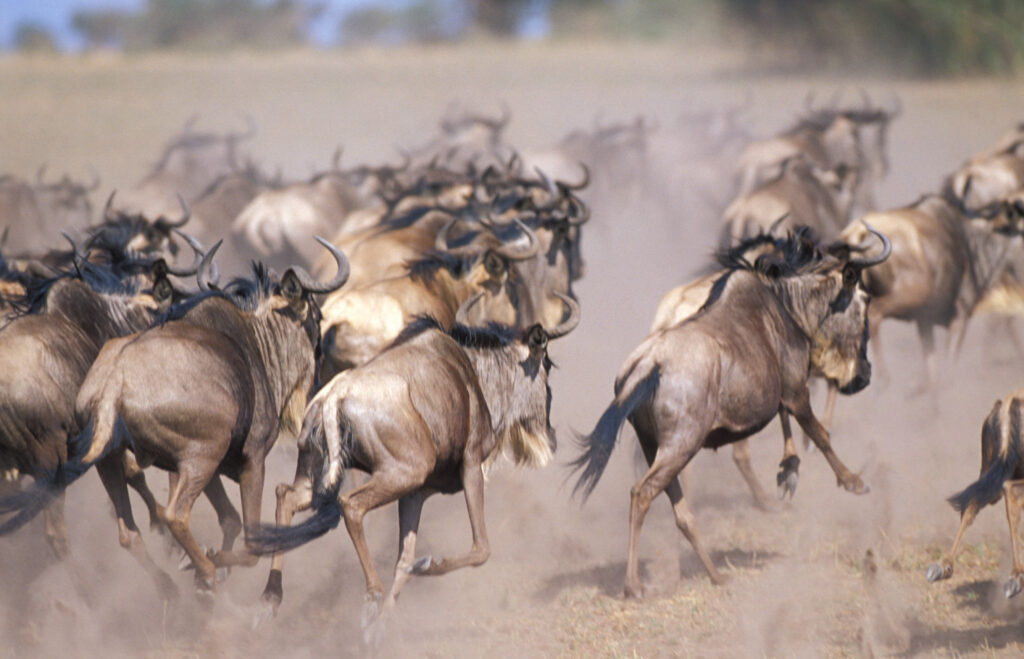 Questa immagine ha l'attributo alt vuoto; il nome del file è 006GAR05359-1024x659.jpg