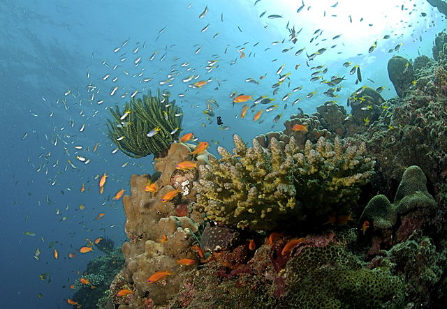 Questa immagine ha l'attributo alt vuoto; il nome del file è 640px-The_Coral_Reef_at_the_Andaman_Islands.jpg