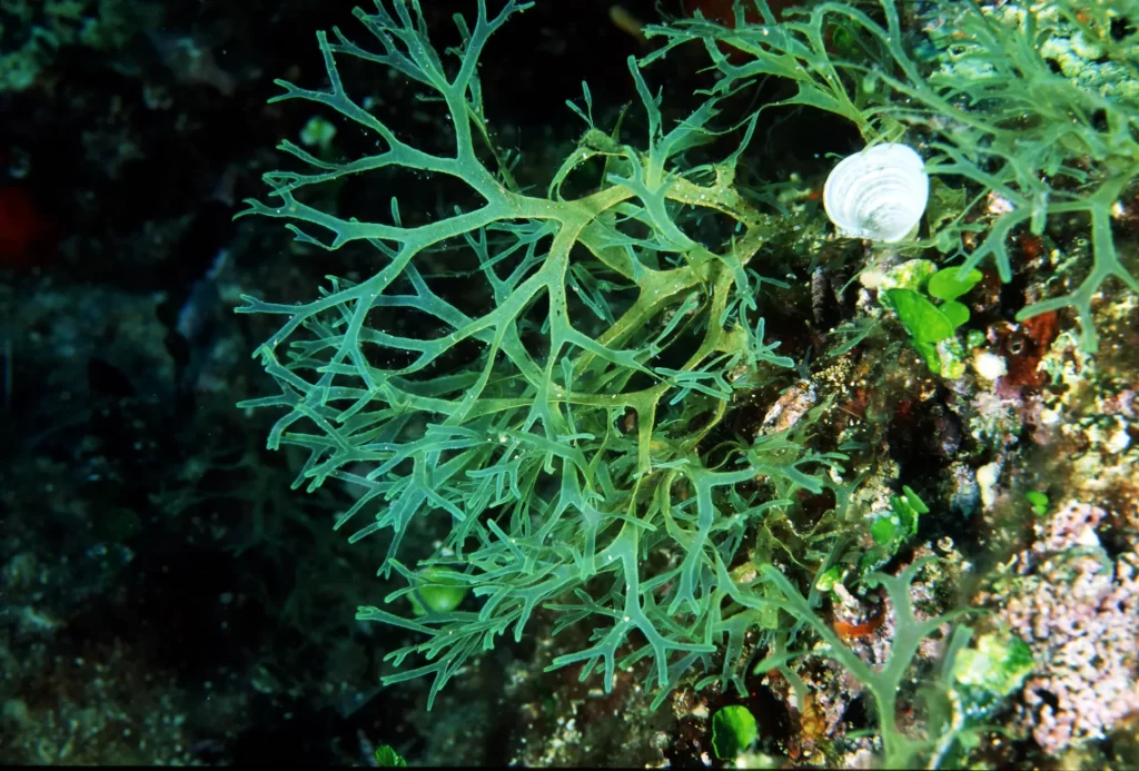 Questa immagine ha l'attributo alt vuoto; il nome del file è Alga-verde-1024x693.webp