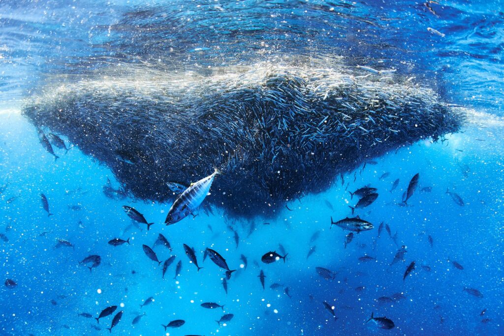 Questa immagine ha l'attributo alt vuoto; il nome del file è Davide-Lopresti-sardine-run-61749619_10156365869045949_8957902358851878912_n-1024x683.jpg