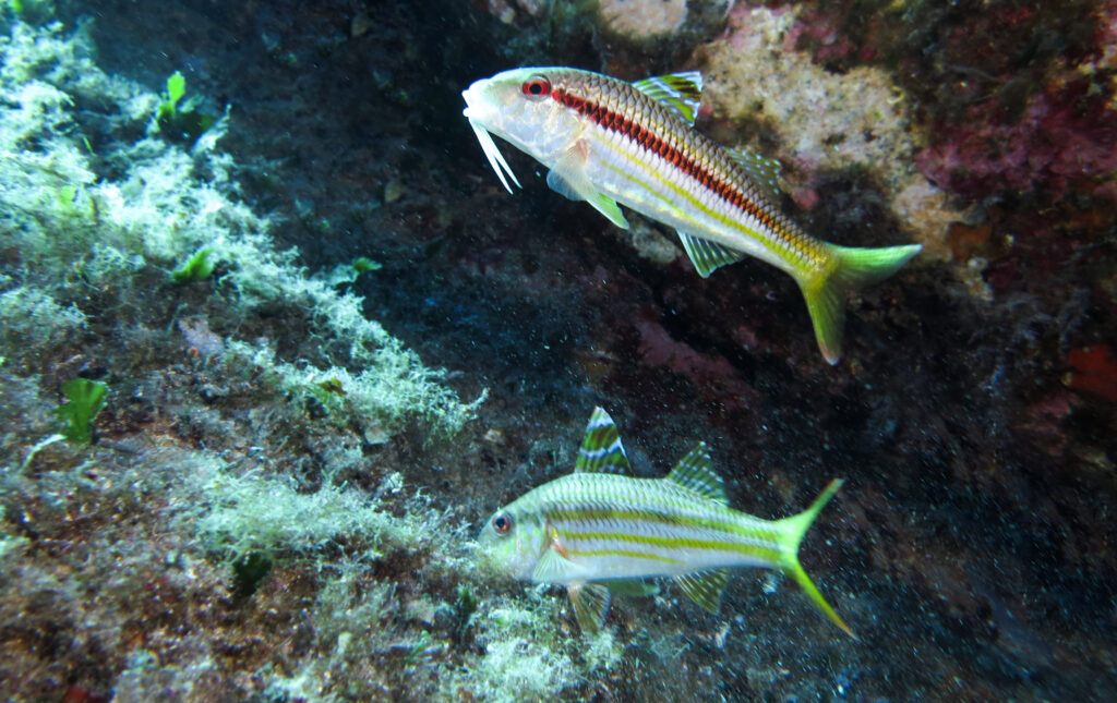 Questa immagine ha l'attributo alt vuoto; il nome del file è IMG_0862cut-1024x645.jpg